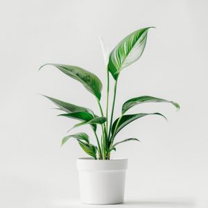 Accueil product 03