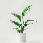 product 06